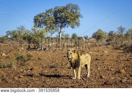 African Lion Male Standing In Drough Savannah In Kruger National Park, South Africa ; Specie Panther