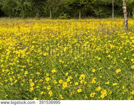 Field Of Bright Yellow Daisies Chatching Summer Sunlight