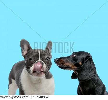 Suspicious French bulldog licking its nose and focused Tackel looking at it  on blue background