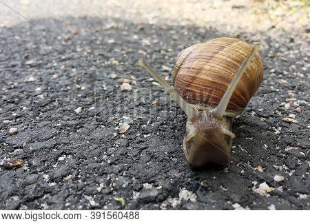 Small Garden Snail In Shell Crawling On Wet Road, Slug Hurry Home. Snail Slug Consist Of Edible Tast