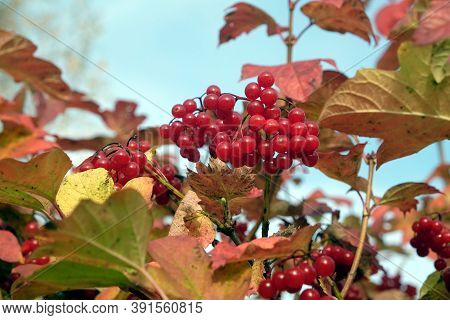 Red Viburnum Bunch With Ripe Berries Hangs On The Branch In Front Blur Autumn Background Closeup Vie