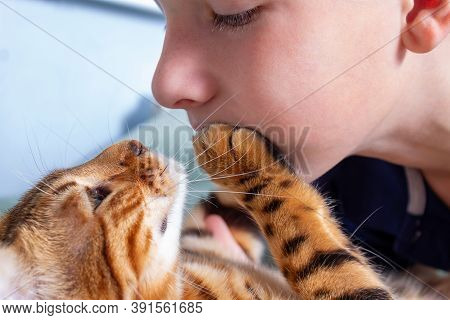 Relationship Between Boy And Cat. Close-up. Boy Loving His Domestic Bengal Cat So Much. Cats Paw On 