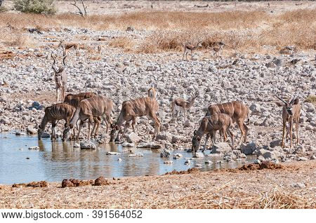Kudus And Springbok Drinking Water At A Waterhole In Northern Namibia