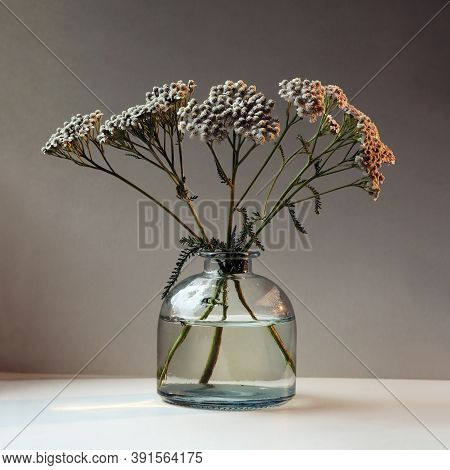 Achillea Millefolium, Commonly Known As Yarrow Or Common Yarrow In The Glass Vintage Vase Against Da