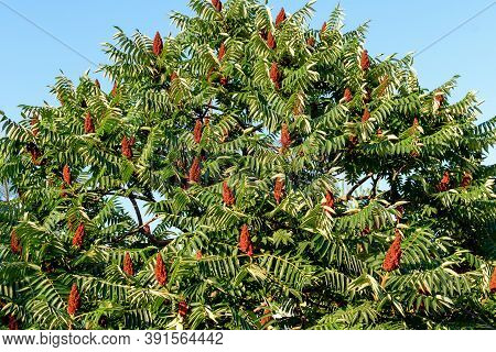 Minimalist Monochrome Background With Large Green Leaves And Small Flowers Of Rhus Shrub, Commonly K