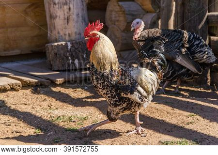 Cock And Turkey On A Farm In Summer