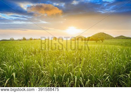 Sugarcane Field At Sunset. Sugarcane Is A Grass Of Poaceae Family. It Taste Sweet And Good For Healt