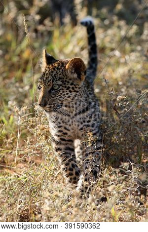 The African Leopard (panthera Pardus), The Cub. A Young Leopard Walks By An Illuminated Colorful Sav