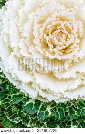 Macro Photo Of Blooming White Decorative Cabbage. Acephala Or Brassica Oleracea Decorative. Close-up