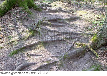 Land In The Forest Covered With Roots. Tangle Of Roots. Path On Forest Between Trees.