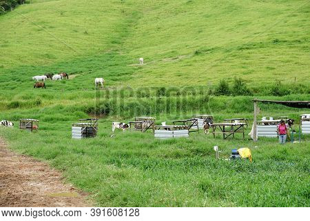 Cows Grazing On A Green Field With Farmer Milking The Cow. Amparo, State Of Sao Paulo, Brazil. Octob