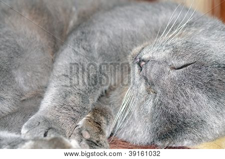 Chat Scottish fold gris