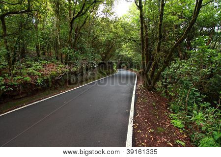 Svěží Les v Macizo De Anaga, Tenerife, Španělsko.