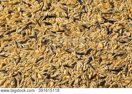 Raw Dry Organic Wild Rice