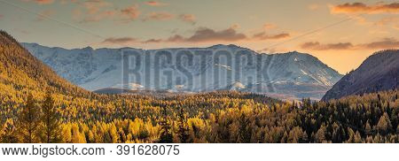 Scenic Panoramic Aerial View Of Snowy Mountain Peaks Of North Chuyskiy Ridge. Golden Trees In The Fo