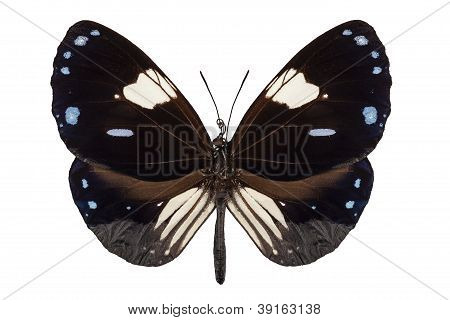 Schmetterling Arten Euploea Radamanthus gemeinsamen Namen Magpie Krähe