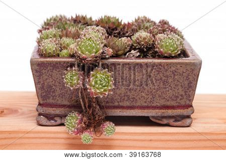 Houseleek