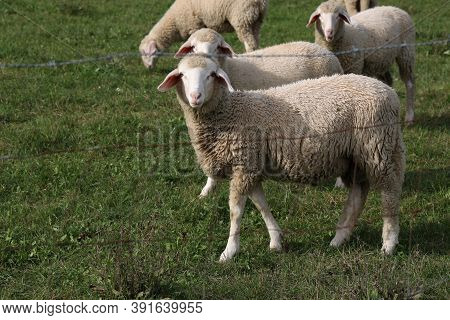 A Herd Of White Sheep Grazes On A Fenced Pasture