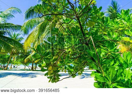 Close Up View Of Beautiful Tropical Palm Tree And Xotic Plant With Green Leaves On Sandy Beach, Brig