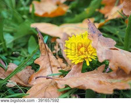 A Lonely Belated Yellow Dandelion Blooms In The Fall In The Grass Among The Fallen Leaves Of The Tre