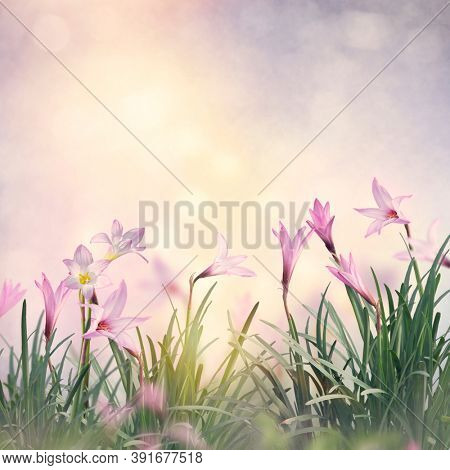 Pink rain Lily (Zephyranthes rosea) Flowers in the garden
