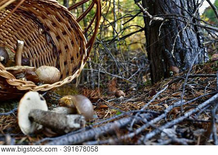 A Small Boletus Mushroom Growing Near A Tree In The Forest. And An Abandoned Basket With Edible Mush