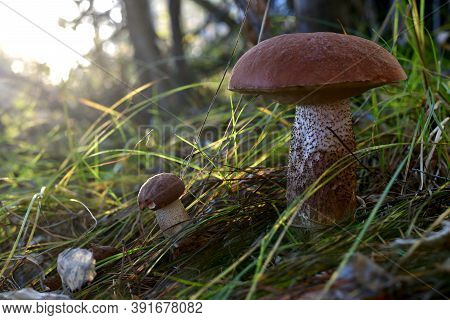 Large And Small Mushrooms Are Brown Podosinoviki Next To In The Grass Sedge, In The Woods, Near The 