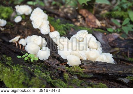 Forest Mushroom On Wood In The Nature Jungle / Outdoor Autumn Wild Mushroom White