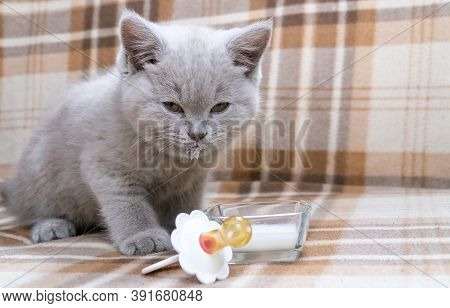 Little Kitten Lapping Up Milk. Purebred British Shorthair Cat. Cat Smoky Colour. Next To It Is A Bab