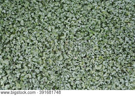 Silver Dichondra 'silver Falls' Ground Cover Plants