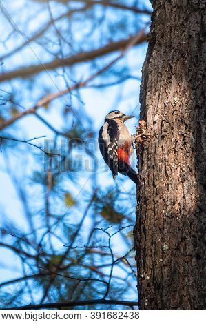 Little Woodpecker Sits On A Tree Trunk. A Woodpecker Obtains Food On A Large Tree Without Leaves In 