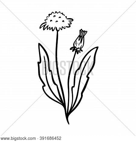 Dandelion Outline Hand Drawn Logo Element. Herbs Doodle Botanical Icon Dandelion For Logo. Herbal An
