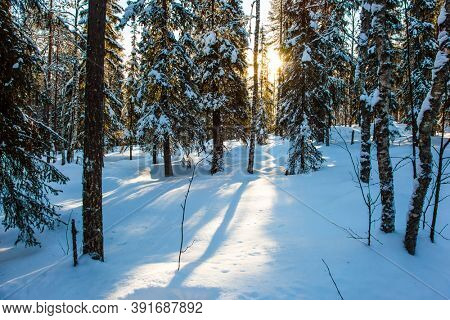 Snowy coniferous forest. The northernmost zoo in the world. Sunny frosty winter day. The concept of active, winter, environmental and photo tourism