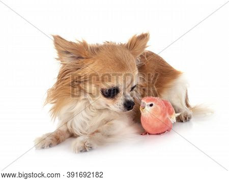 Bourke Parrot And Chihuahua In Front Of White Background
