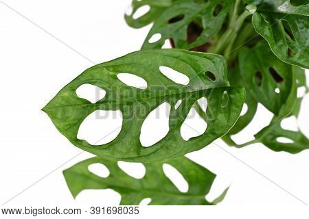 Leaf Of Exotic Houseplant With Botanic Correct Name 'monstera Adansonii' With Holes In Leaf Isolated