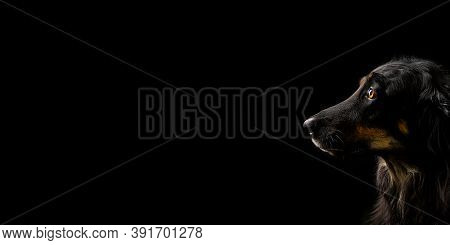 Black Hovawart Portrait. Hovawart Femaile Dog On Black Background. Black Dog Close-up Portrait For C