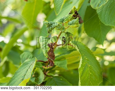 Fruit Tree Leaves Are Damaged By Insects. The Leaves Were Damaged With The Help Of Ants, Insect Eggs