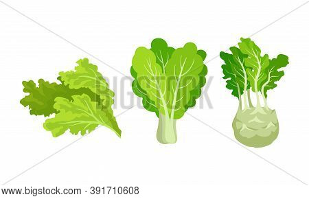 Green Vegetables With Lettuce Leaf And Turnip Vector Set