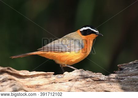 The White-browed Robin-chat (cossypha Heuglini), Sitting On The Branch With Dark Background.