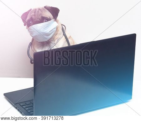 Pug Dog In Medical Mask And With Stethoscope Works As A Doctor At A Laptop. Concept Of A Doctor Dog