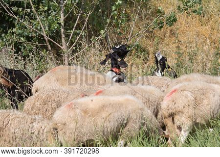 Flock Of Sheep Grazing Grass In A Streambed In Springtime.