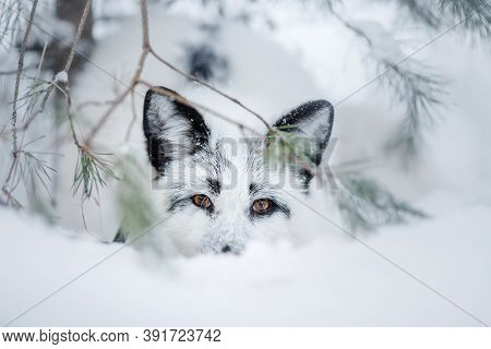 White Fluffy Fox In The Snow. Wild Animal In Nature