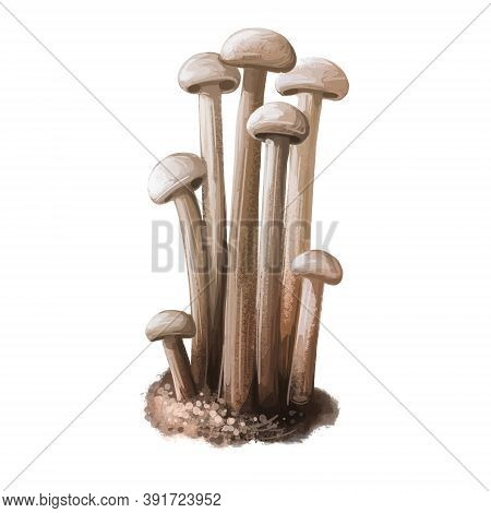 Enokitake Flammulina Velutipes Mushroom, Japan Enoki. Golden Needle Futu Or Lily Mushroom. Futu, Sea