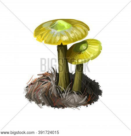 Gliophorus Psittacinus Parrot Toadstool Or Waxcap, Colourful Member Of Genus Gliophorus, Found Acros