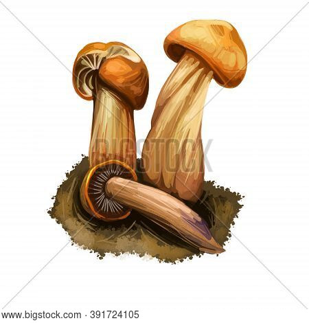 Gymnopus Fusipes Collybia Gilled Mushroom In Europe And Often Grows In Large Clumps. Edible Fungus I