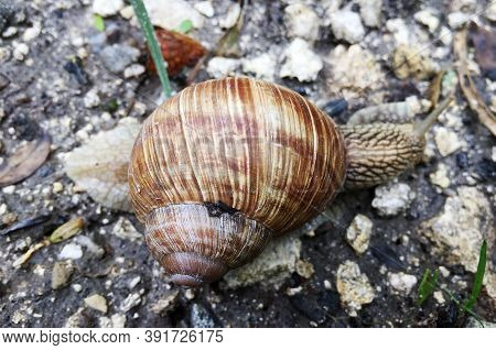 Small Garden Snail In Shell Crawling On Wet Road, Slug Hurry Home. Snail Slug Consist Of Edible Tast