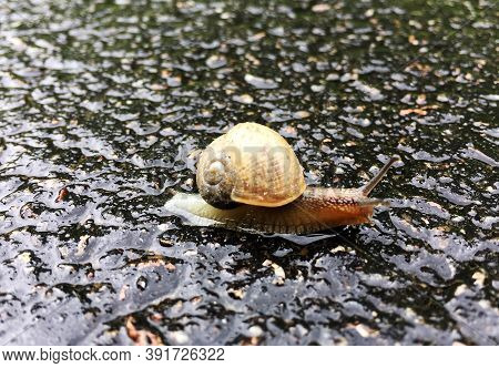 Small Garden Snail In Shell Crawling On Wet Road, Slug Hurry Home. Snail Slug Consist Of Edible Tast