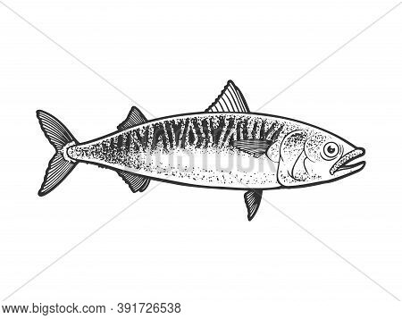 Atlantic Mackerel Scomber Fish Sketch Engraving Vector Illustration. T-shirt Apparel Print Design. S