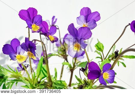 Bundle Of Purple Pansy Flowers On White.