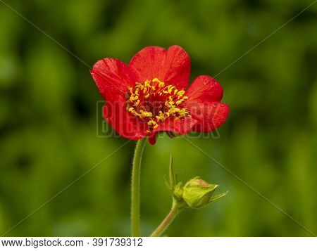 Closeup Of A Pretty Little Red Geum Feuerball Flower And Bud In A Garden